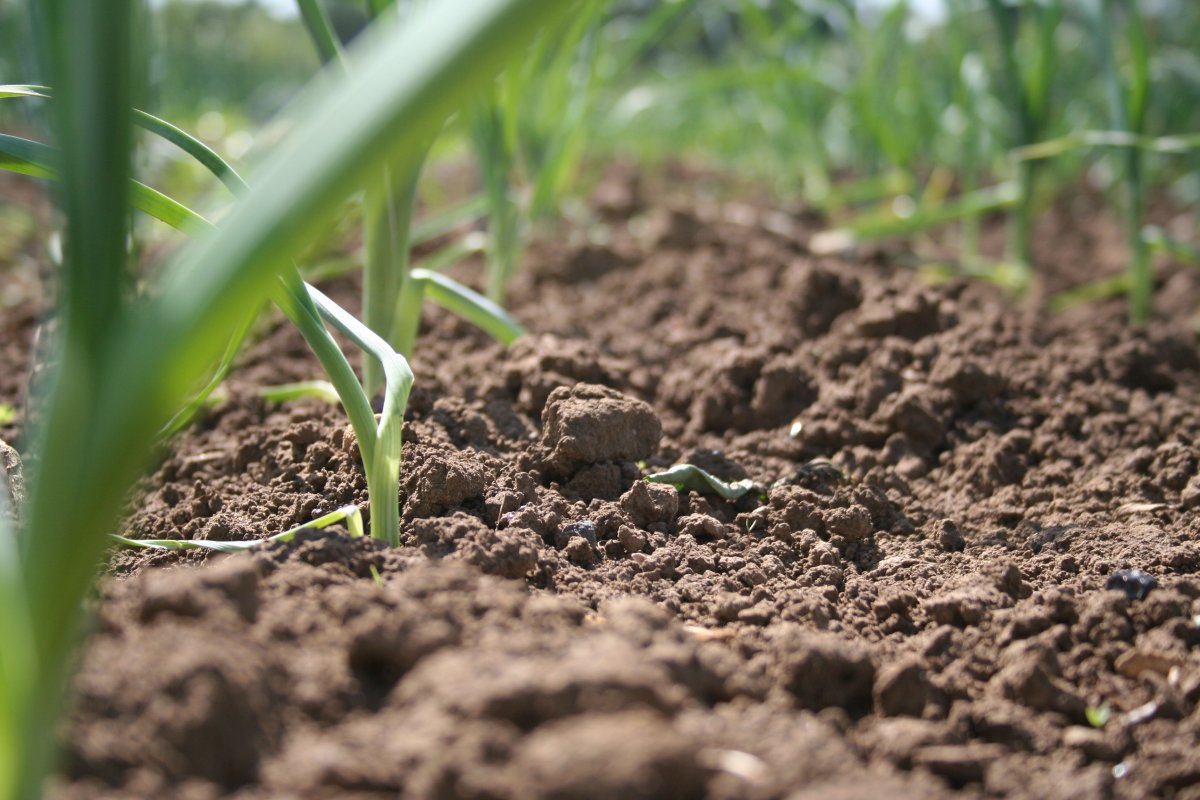 Следить за плодородием почв может стать обязанностью пользователей сельхозучастков