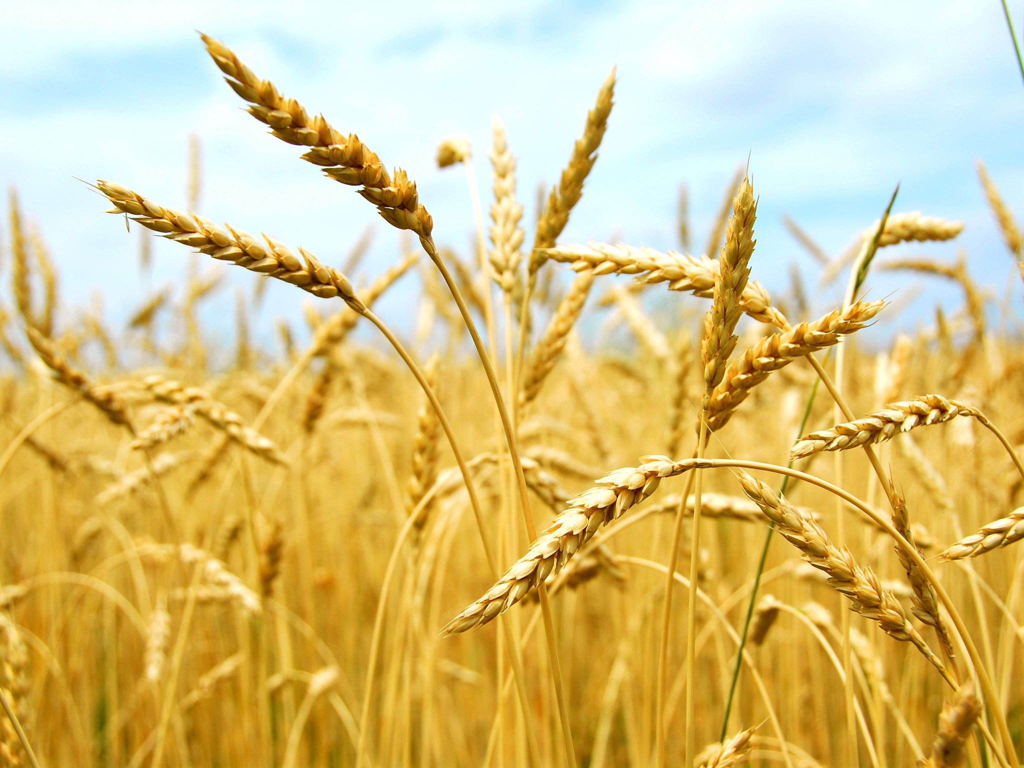 Зерновыми культурами в Тамбовской области засеяно более 60% полей от плана