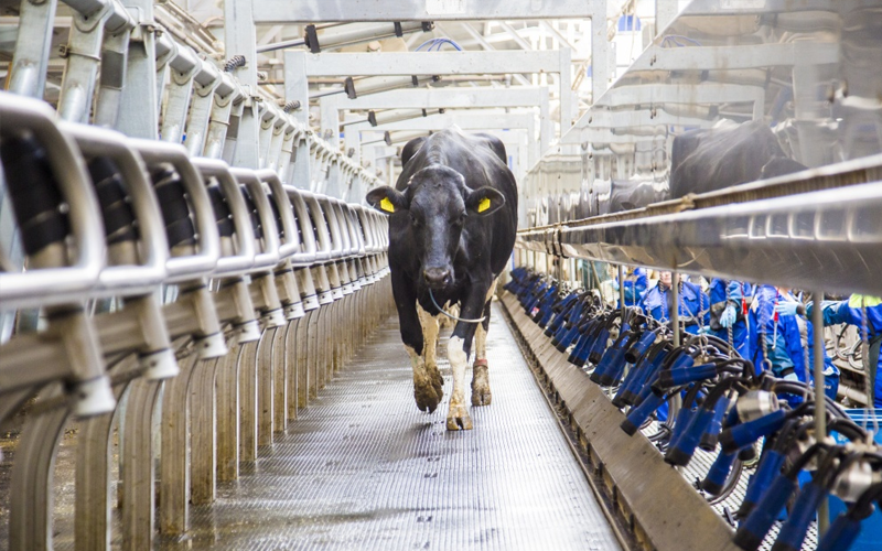Надои молока на роботизированной ферме в КБР вдвое превысили средние показатели по региону