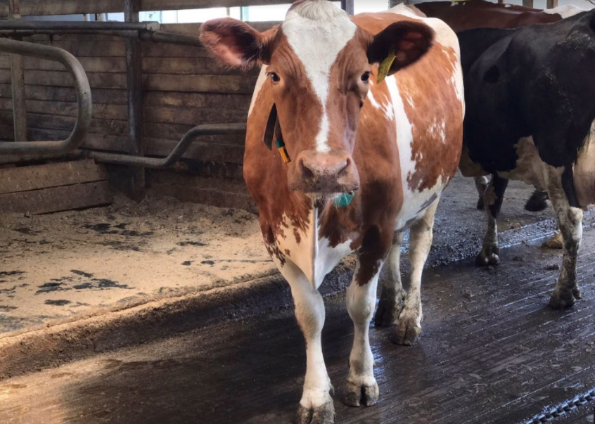 Голландские учёные придумали антистрессовый способ доения коров