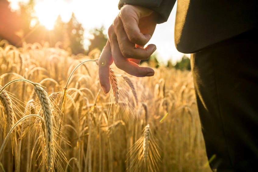Правительство внесло в Госдуму проект изменений в закон о развитии сельского хозяйства