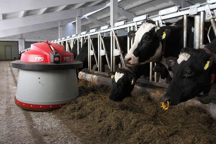 Под Брянском строят роботизированную ферму на 2,4 тыс. коров