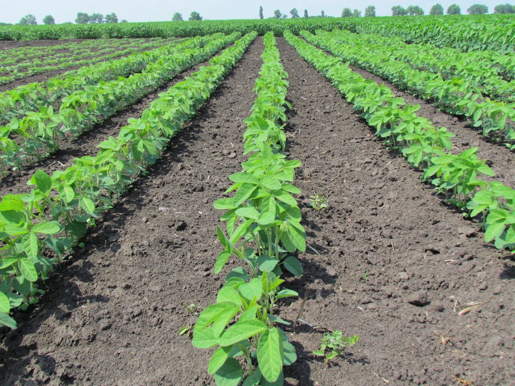 В Амурской области увеличат посевную площадь сельхозкультур
