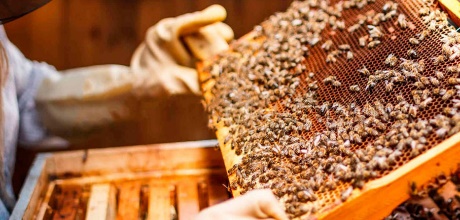 Министр сельского хозяйства Алтайского края Александр Чеботаев рассказал подробности о цифровом сервисе, который создается в регионе для оповещения пчеловодов