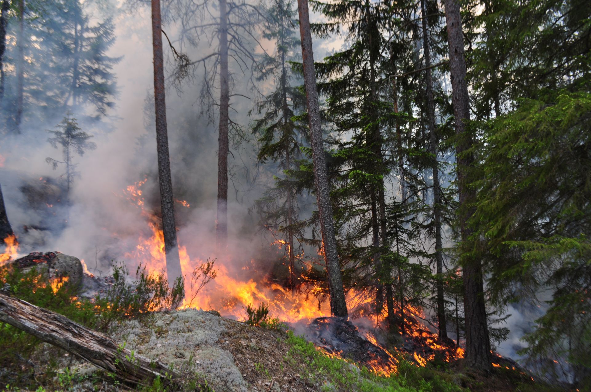 В России ожидается повышенная пожароопасность в лесах