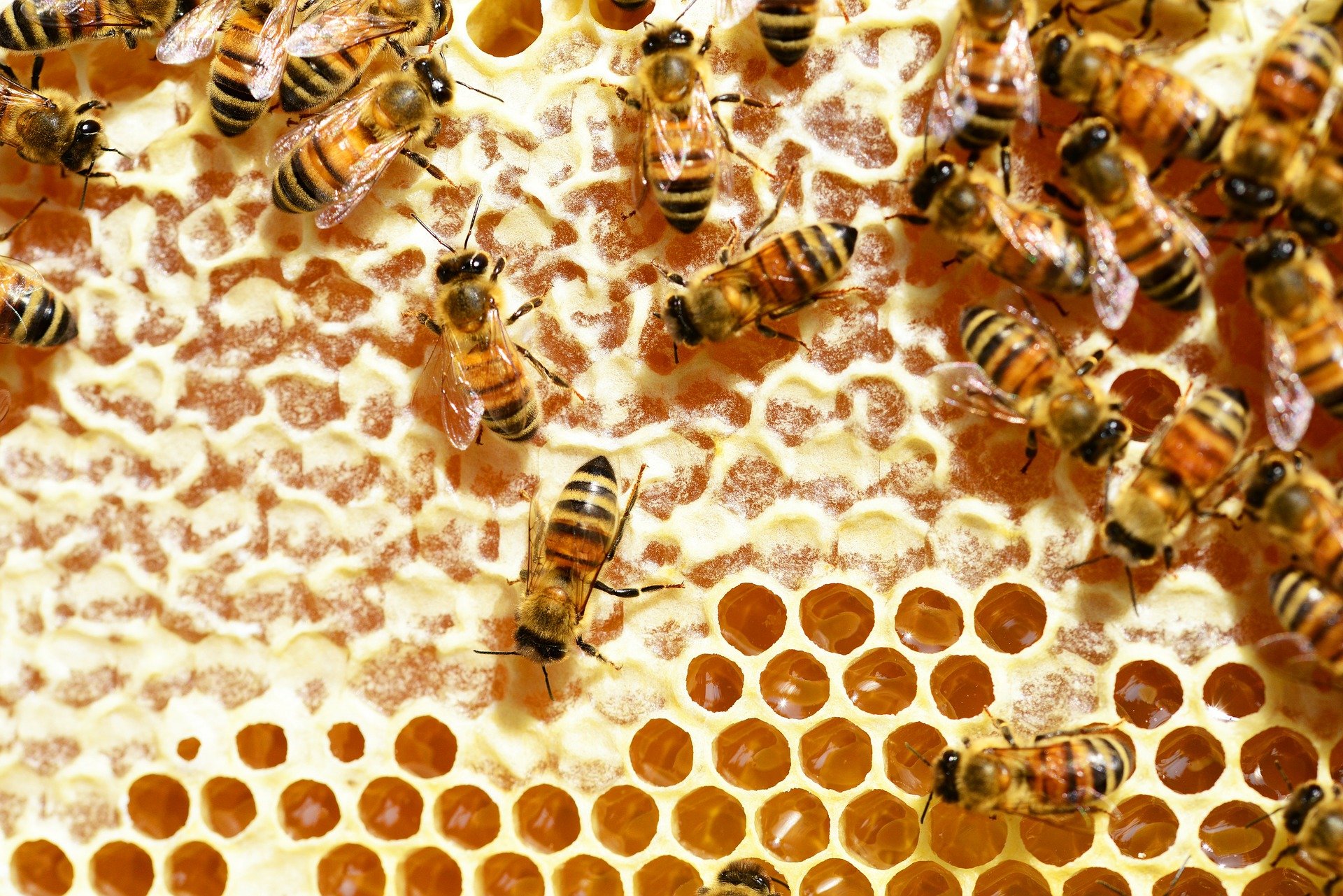 В Удмуртии для пчеловодов запустили новый сервис «Живая пасека: Спасем пчел вместе!»