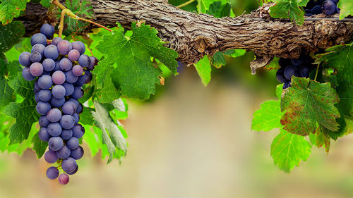Bayer анонсировал новый биофунгицид для винограда