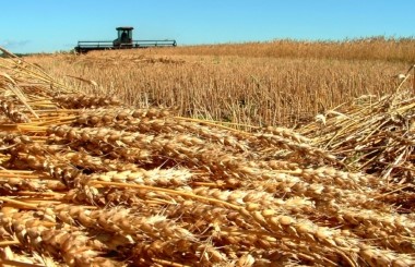 Майские дожди внесли коррективы в урожай российских зерновых