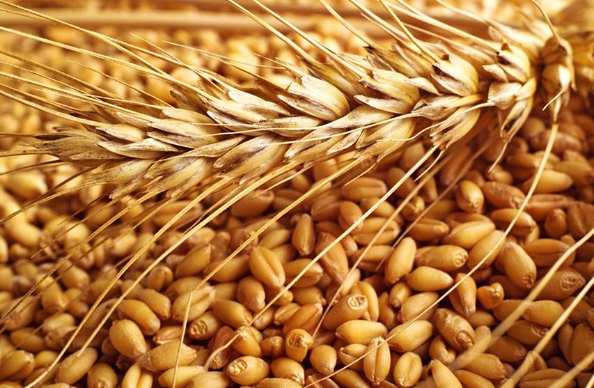 Экспортные цены пшеницы Российской Федерации вновь взлетели на уверенном спросе импортеров
