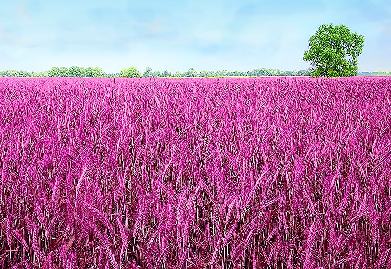 В Омске вывели фиолетовую пшеницу