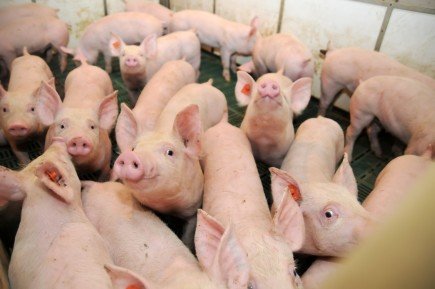 Huawei начала разработку ИИ для свиноферм