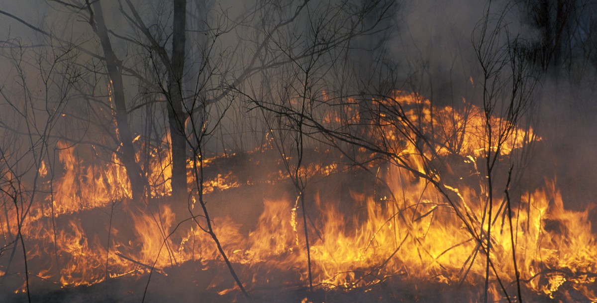 В России предложили изымать землю у фермеров, виновных в ландшафтных пожарах 