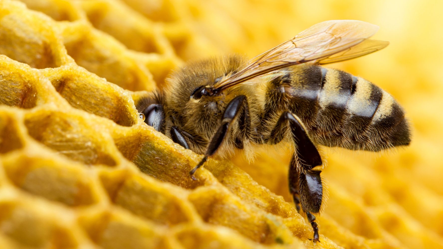 Как пчеловоды могут подружиться с фермерами – опыт Канады
