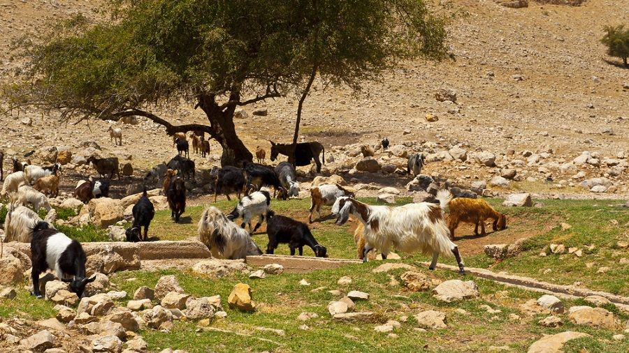 В Португалии для профилактики пожаров привлекут коз