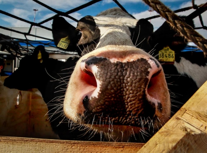 Аграрная цифровизация: почти 125 тысяч коров, свиней, коз и лошадей чипировали в Приморье