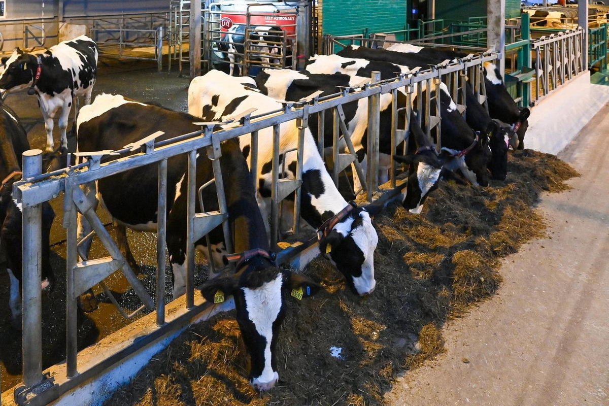 Роботизированная ферма на 7 тонн молока в сутки введена в строй в Калужской области