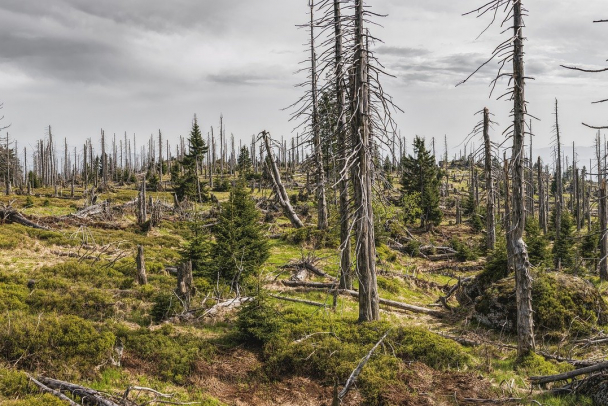 В России впервые леса станут частной собственностью