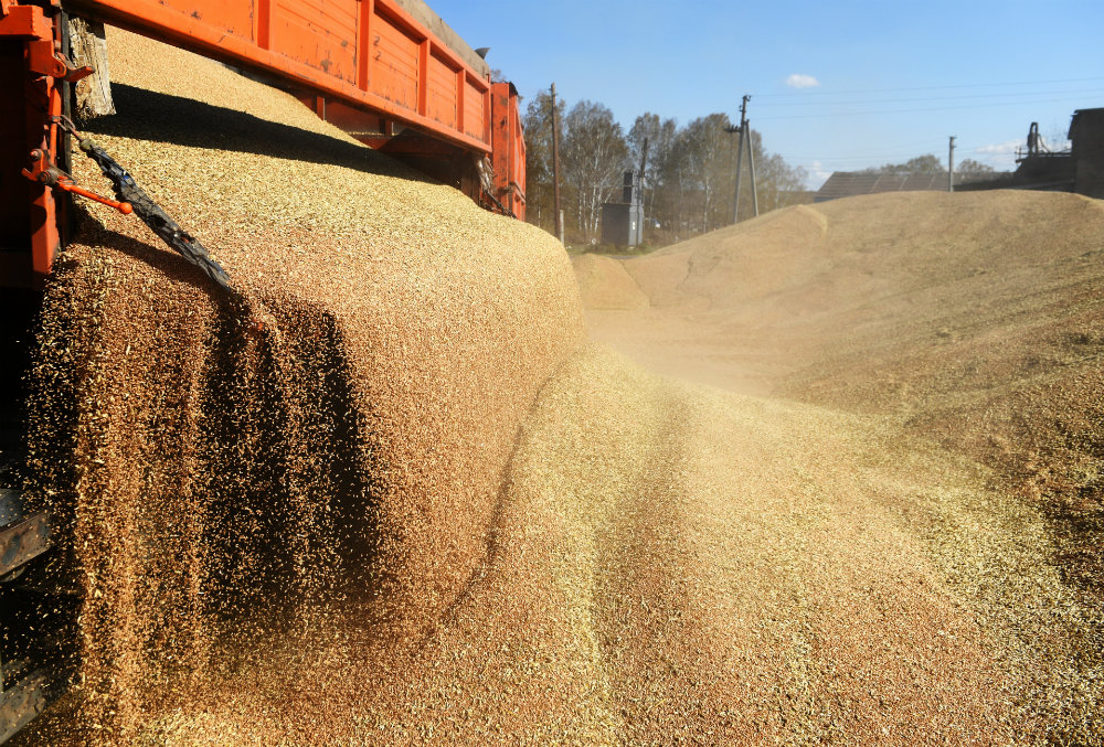 Цена российской пшеницы превысила стоимость нефти