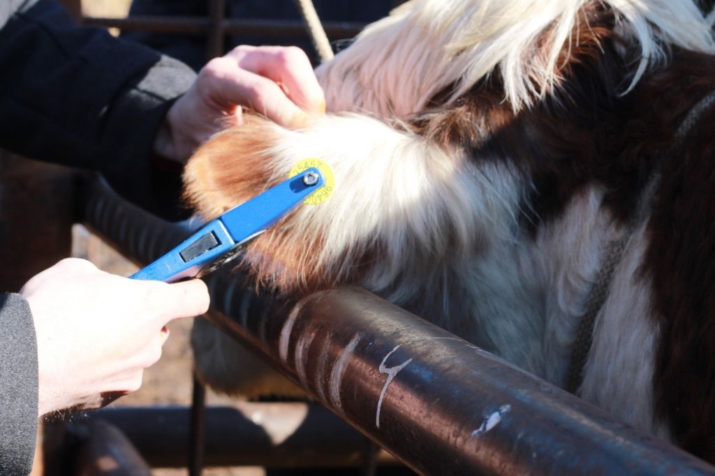 В Мордовии ветеринары впервые использовали инновационную технологию для чипирования коров