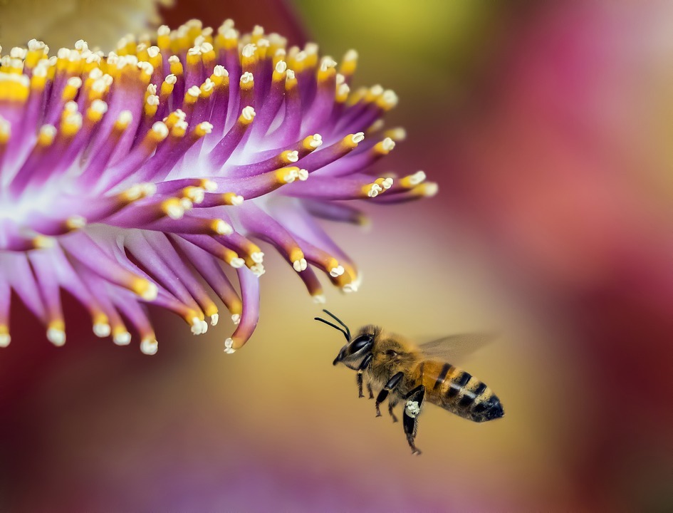 В Удмуртии заработает новый информационный сервис «Спаси пчелу!»