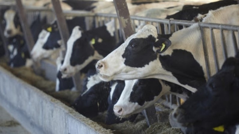 В Татарстане эффективность молочного и мясного животноводства обеспечивают кормоцентры