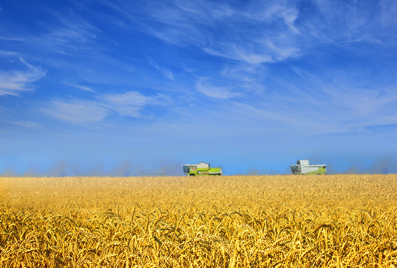 Уборочная кампания 2020: на 3 августа намолот зерновых в ПФО в 2 раза выше прошлогоднего