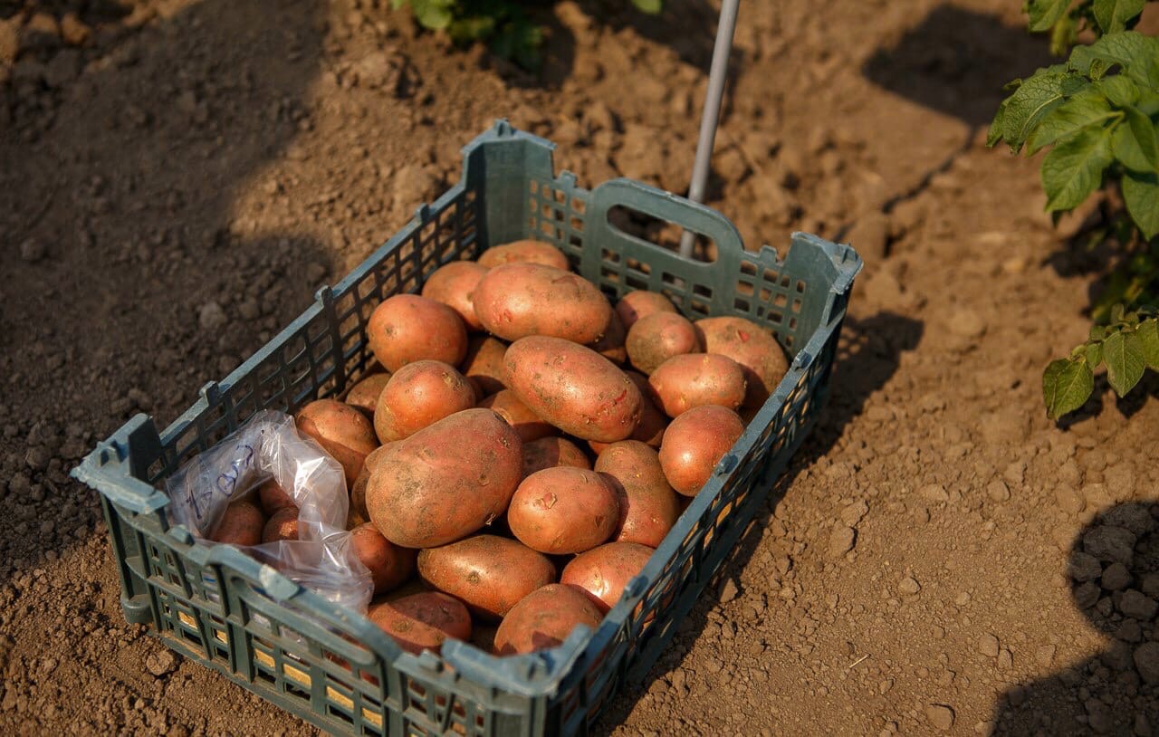 Ученые Уральского НИИ сельского хозяйства вывели два новых уникальных сорта картофеля