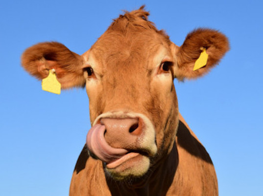 Face ID для коров разработали в Удмуртии
