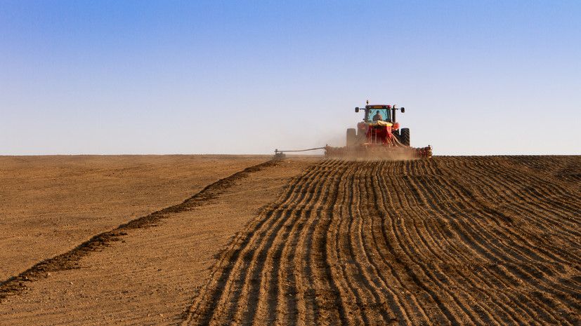Яровые зерновые культуры в России засеяли на 80% запланированных площадей