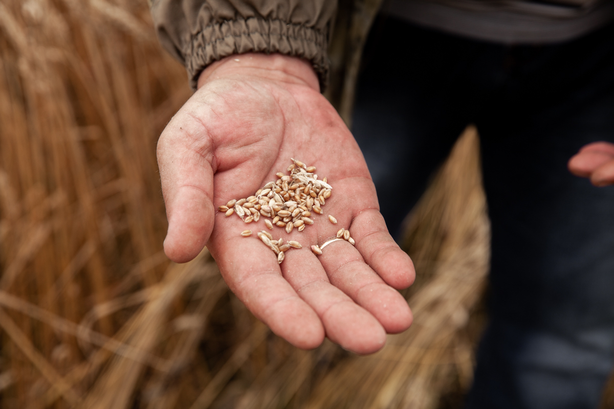 В Госдуму внесен законопроект о создании в РФ системы прослеживаемости зерна