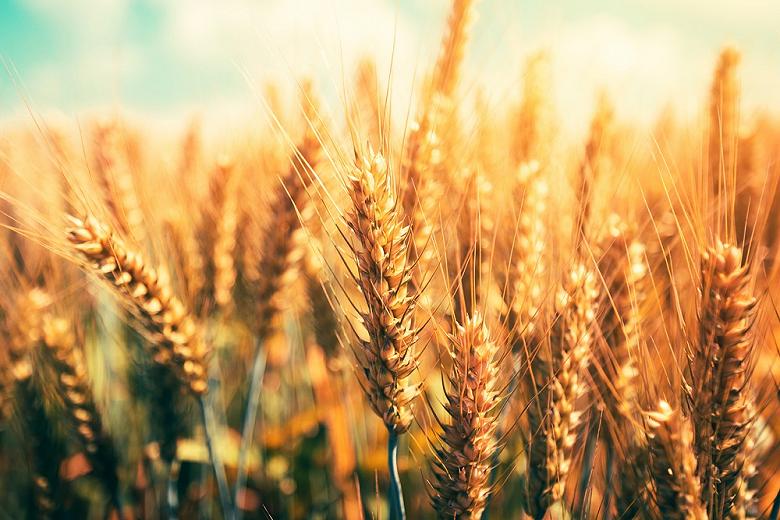 В 2020 году в России соберут 120 миллионов тонн зерна
