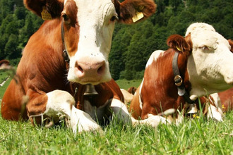 Экосистема Россельхозбанка поможет фермерам при помощи RFID-меток отследить перемещения животных