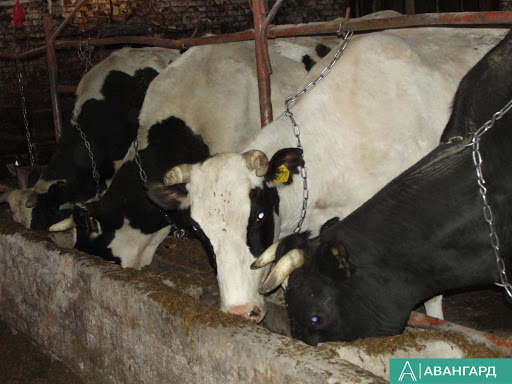 Работу по чипированию крупного рогатого скота начали в 19 районах Татарстана